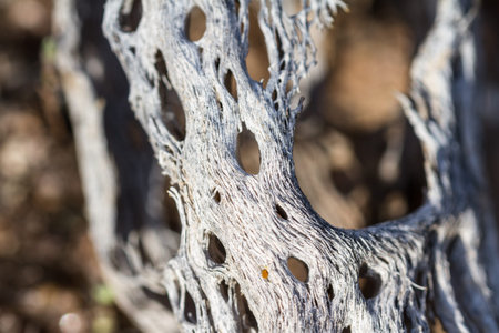 old dried remains of a tall saguaro cactus laying on the desertの写真素材