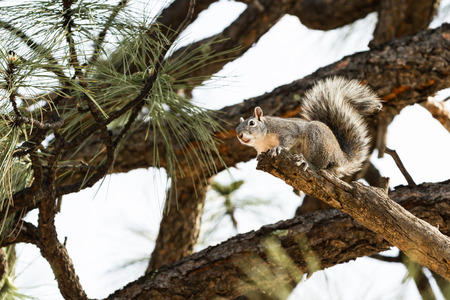 close up of a silver gray squirrel (Sciurus griseus) on a tree branch in Arizonaの写真素材