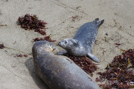 close up of a baby seal bonding with her mother on the California coastの写真素材