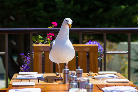 seagull standing on a dinner table in a restaurant on a sunny afternoon in the California Coast.の写真素材