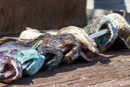pile of fish caught that morning laying on a dock waiting to be cleaned up and packaged