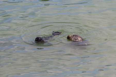 mother seal teaching her baby how to swim and survive in the wild, photo taken in the California coastの写真素材