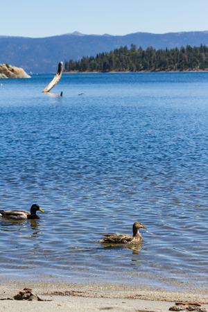 close up of a duck in springtime with beautiful Lake Tahoe in the backgroundの写真素材