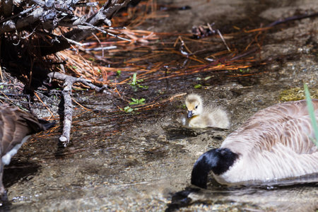 Early spring on the lake, small baby goose learning survival skills under the protection of his...