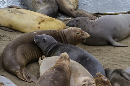 Close up of a northern elephant seal on the California coastの写真素材
