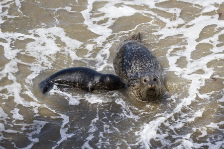baby seal learning from her mother about waves and sandの写真素材