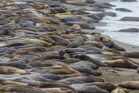 Group of elephant seals laying on the beach in Piedras Blancas, Southern Big Sur.の写真素材