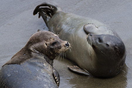 close up of a seal on the California Coast on a bright sunny dayの写真素材