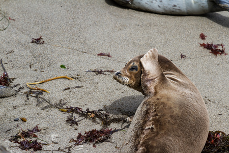 close up of a seal on the California Coast on a bright sunny dayの写真素材