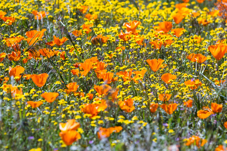 Springtime in California, thousands of flowers blooming on the hills of the Antelope Valley California Poppy Preserveの写真素材