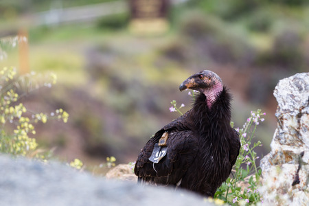 Close up of a California condor. Photo taken in Big Sur, California.の写真素材