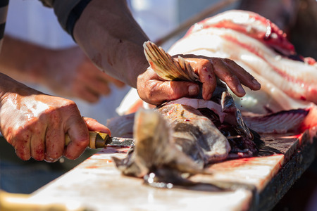 close up of a mans hand using skill and a sharp knife to clean fresh caught fish in Californiaの写真素材