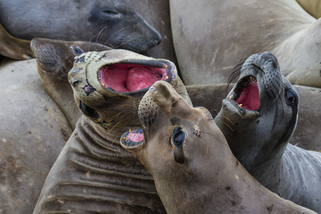 close up of elephant seals in a bad mood trying to bite one anotherの写真素材
