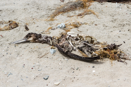 dead bird in a beach in California decomposing in the sunの写真素材