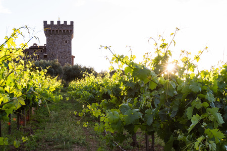 sunset at the castle, lush green grape vines with a golden tone as the sunsets behind the horizonのeditorial素材