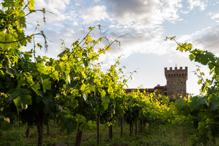 sunset at the castle, lush green grape vines with a golden tone as the sunsets behind the horizonの写真素材