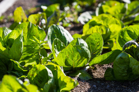 growing lettuce in California using raised garden bedsの写真素材
