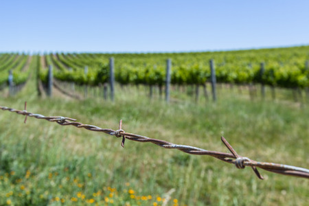landscape in California with rows of grape vinesの写真素材