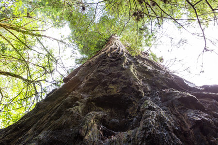 giant redwood tree photographed with a wide angle lens to show detail and size