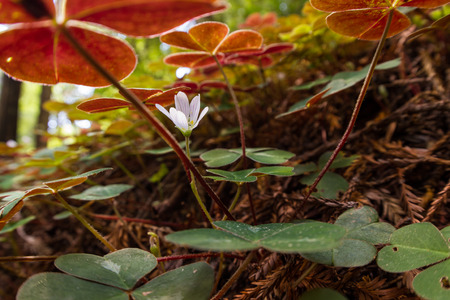 close up of blooming three leaf clover in a forestの写真素材