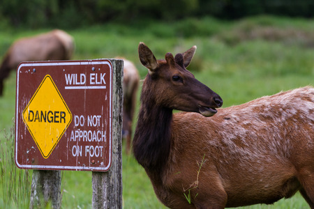 young roosevelt elk standing next to a sign warning tourists about the dangers of the Wild Elkの写真素材