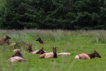 Herd of roosevelt elk laying down on fresh green grass in Northern Californiaの写真素材