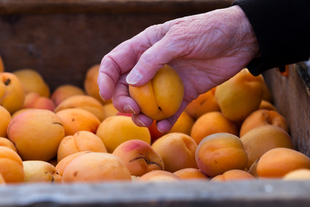 fresh local apricots for sale at a farmers market in Californiaの写真素材