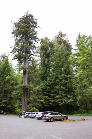 Redwood Tress NP, California - June 17 : giant tree towering above the cars and people in the parking lot, June 17 2015 Redwood Trees NP, California.のeditorial素材