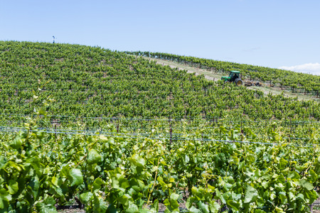 Napa Valley, California - May 12 : Man in a tractor working the grape fields in springtime, May 12 2015 Napa Valley, California.のeditorial素材