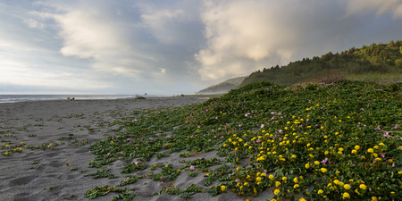serene landscape of the northern California coast with beaks in the clouds and fog and blooming succulents covering the sandの写真素材