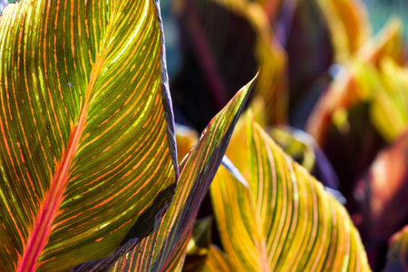 wide leaf full of color and pattern on an ornamental plantの写真素材