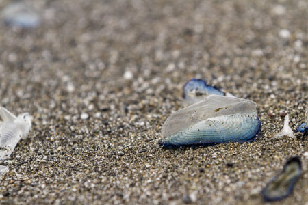 by the wind sailor, velella velella, washed up on a beach in California