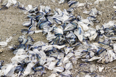 Blue jelly fish like creatures washed up on a beach in northern California