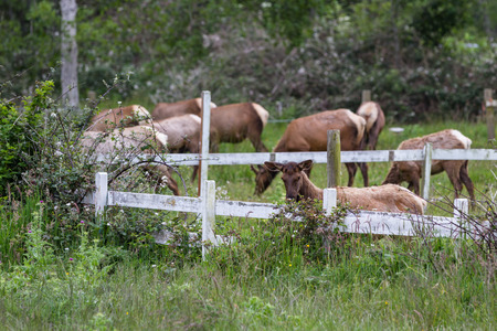 herd of roosevelt elk relaxing on green spring grass in northern Californiaの写真素材