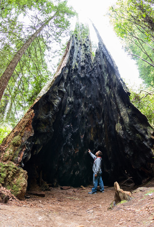 young man standing next to a giant red wood tree in a park in northern Californiaの写真素材