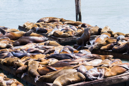 Group of California Sea Lions sun bathing on the floating docks in San Franciscoの写真素材
