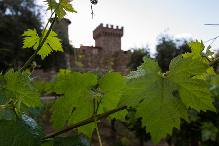 vineyard and winery in California, photo taken in spring 2015 with lush green grape vinesの写真素材