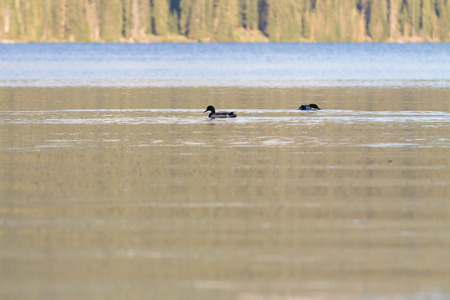 Ducks feeding on millions of mosquitoes on the surface of Diamond Lake in Oregonの写真素材