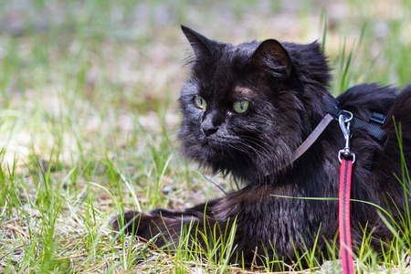 close up of a cat on a leash outdoors wearing a harness laying on green grassの写真素材