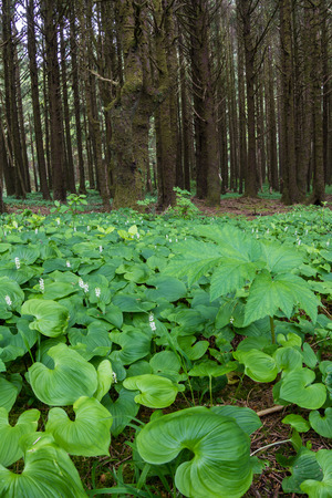 False lili of the valley covering the ground in this section of forest in the central Oregon coastの写真素材