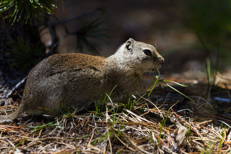 close up of a ground squirrel in the forest foraging for food