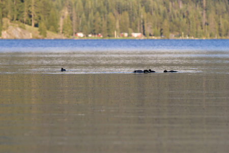 Ducks feeding on millions of mosquitoes on the surface of Diamond Lake in Oregonの写真素材