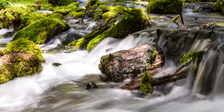 close up of a pristine spring flowing thru the woods in Oregon