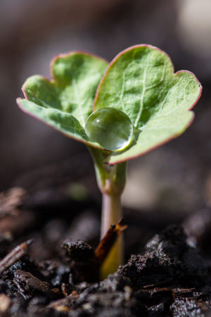 small nasturtium sprouting out of the ground and holding a single droplet of water