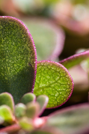 macro of fresh purslane  lettuce growing in a garden with fleshy green leavesの写真素材