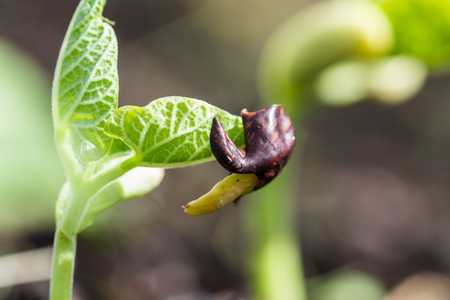 close up of a bean plant growing in the springの写真素材