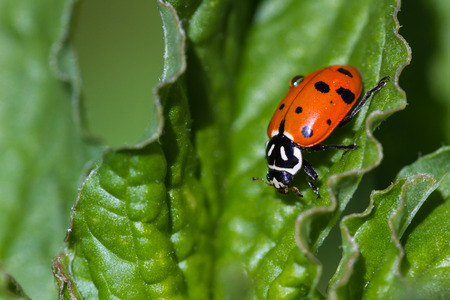 close up of an orange ladybug on a green leaf under bright sunny conditionsの写真素材