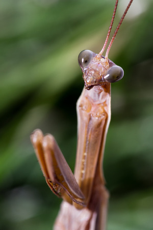 close up of a brown praying mantis over green grassの写真素材
