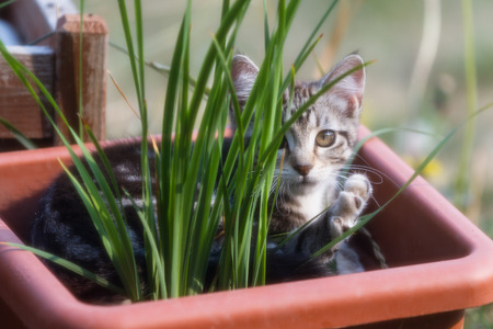 cute wild kitten laying in a flower pot with morning sunshine with a soft focus lookの写真素材