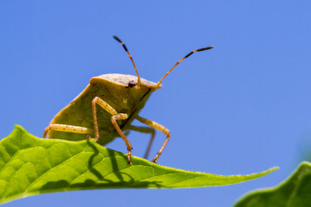 close up of a stink bug on a green plant